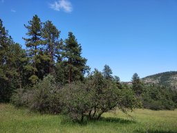 Sound of Music field